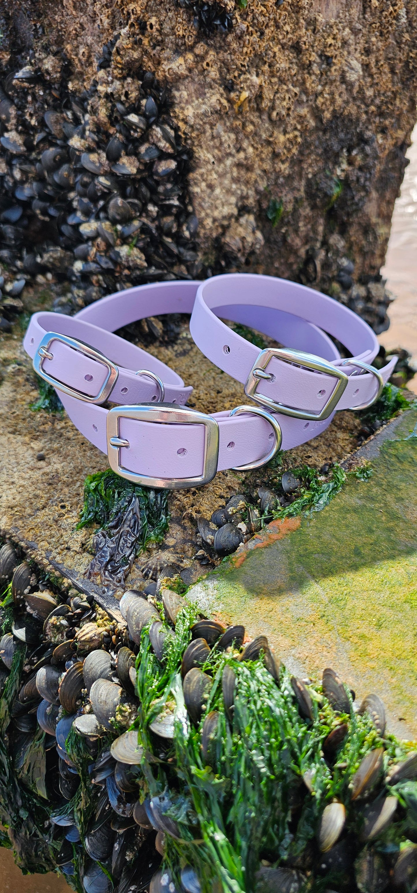 Everlast - Waterproof BioThane® Dog Collars