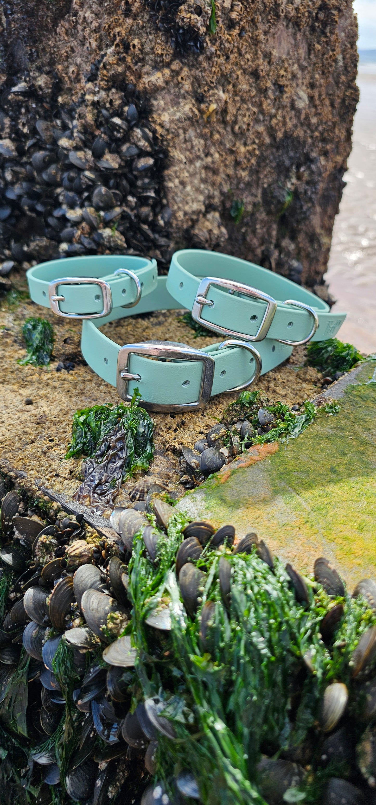 Everlast - Waterproof BioThane® Dog Collars