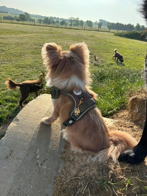 Earthbound - EasyFit™ Dog Harness