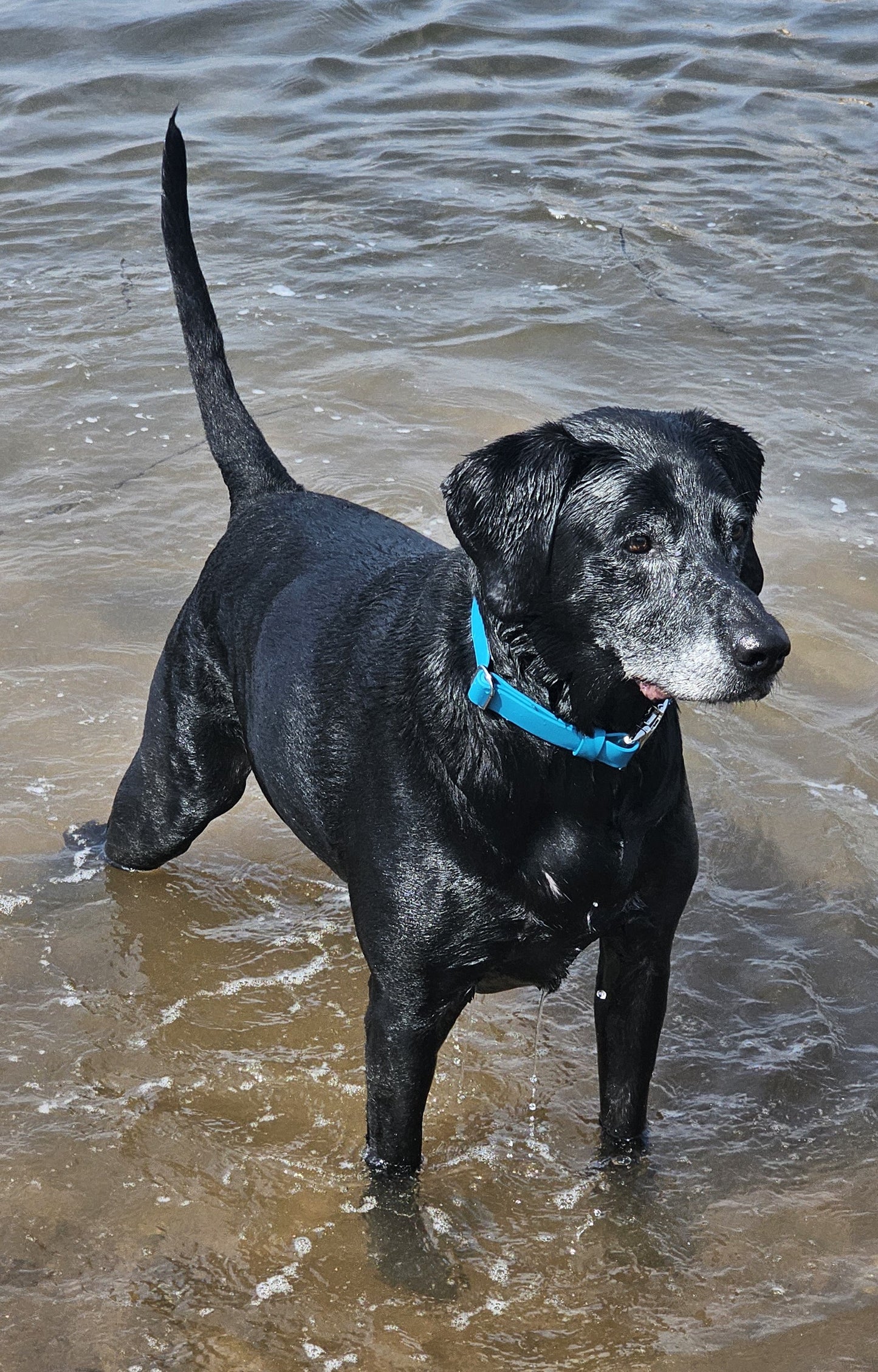 DESIGN YOUR OWN - Everlast Range BioThane® 24-piece Bundle - Fast Release Collar Option