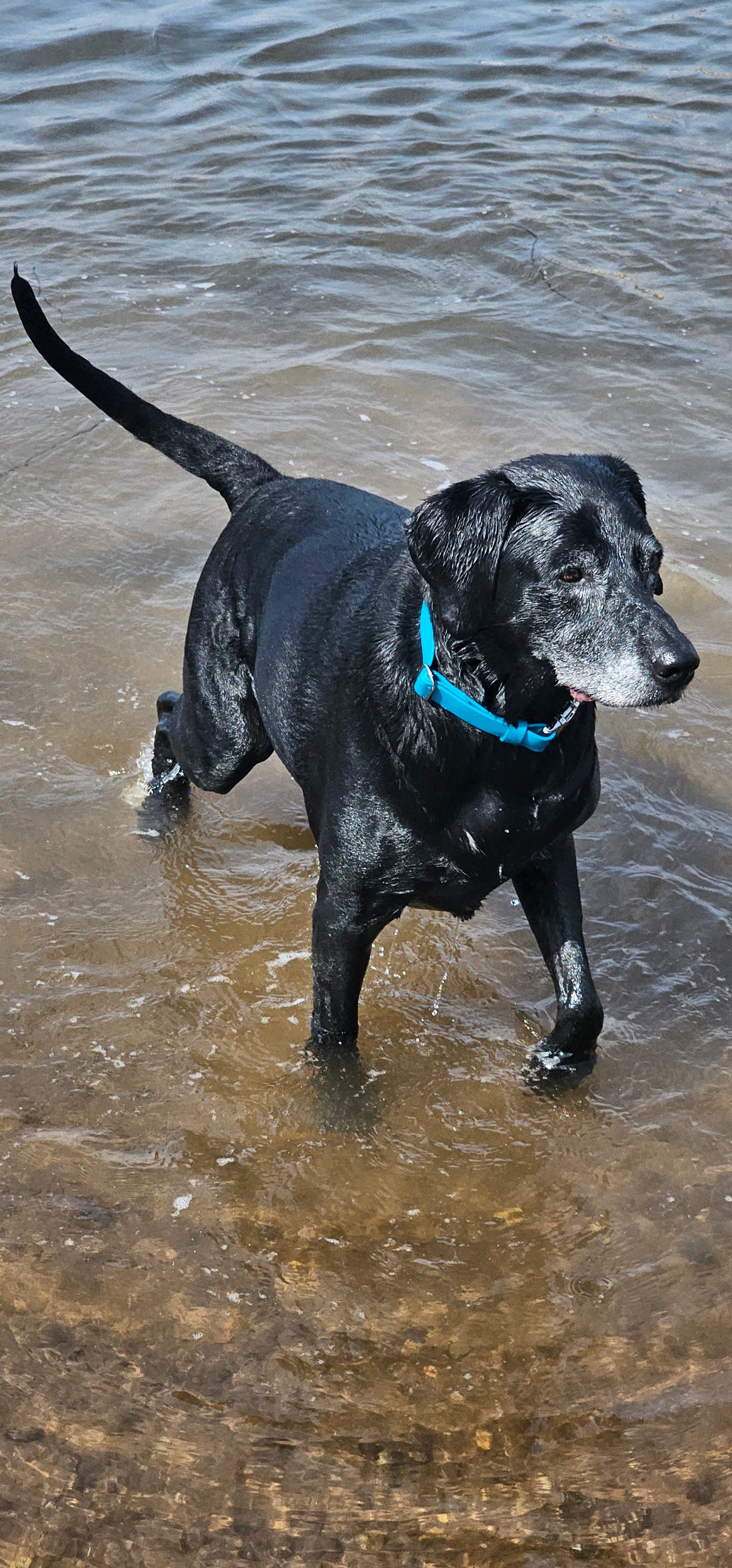 DESIGN YOUR OWN - Everlast Range BioThane® 24-piece Bundle