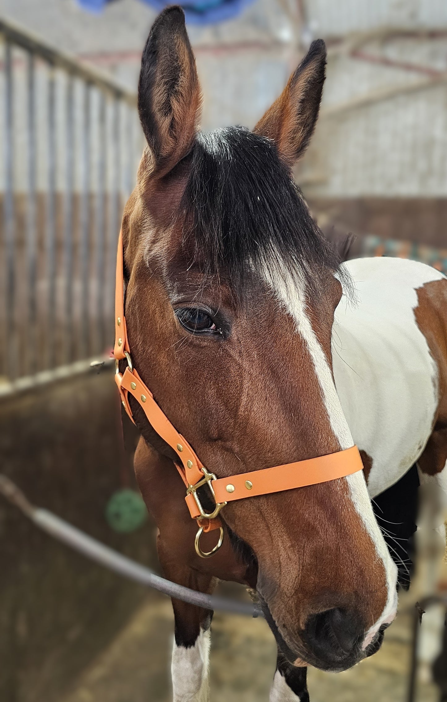 Burnt Orange - Waterproof BioThane® Horse Halters / Head Collars