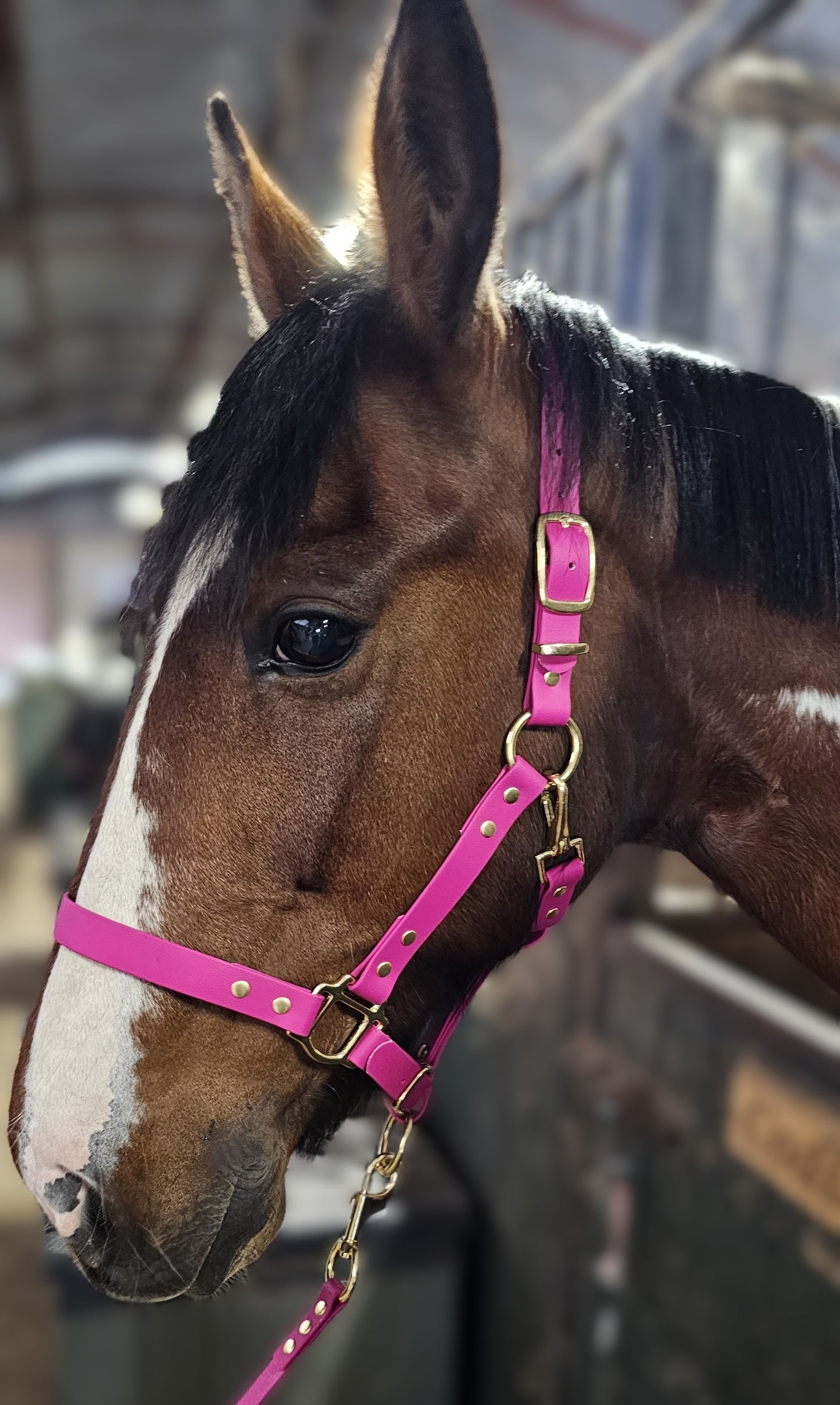 Magenta - Waterproof BioThane® Horse Halters / Head Collars