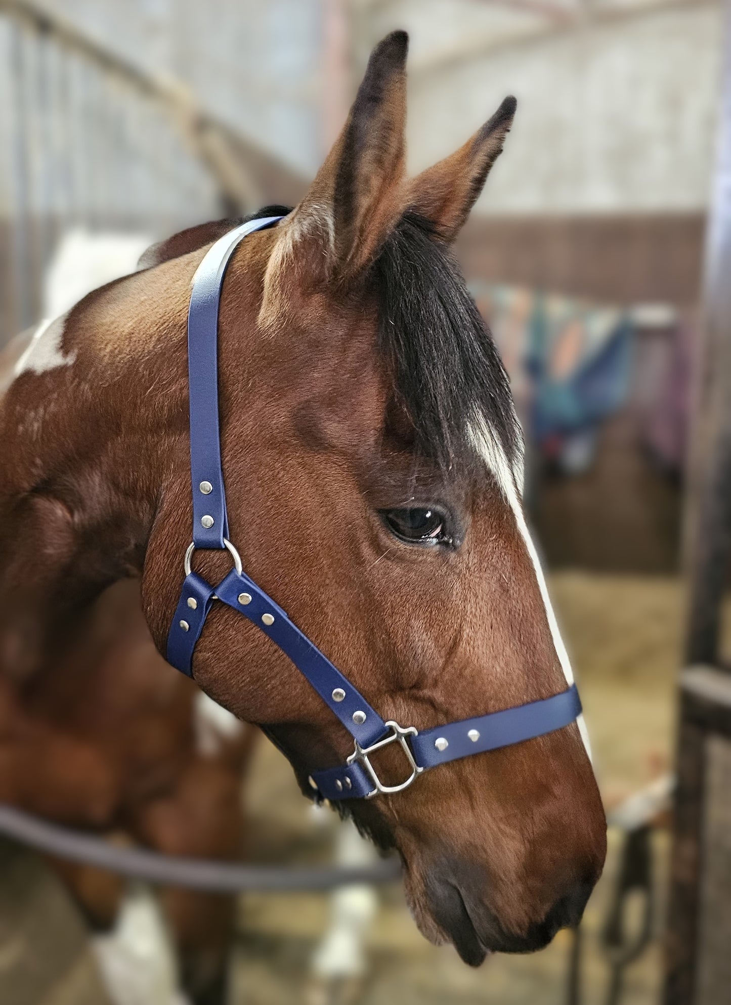 Navy - Waterproof BioThane® Horse Halters / Head Collars