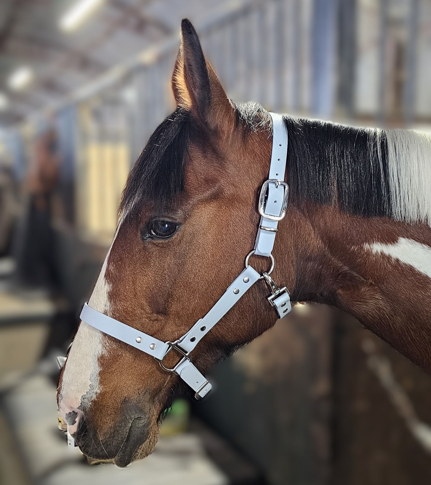 Baby Blue - Waterproof BioThane® Horse Halters / Head Collars