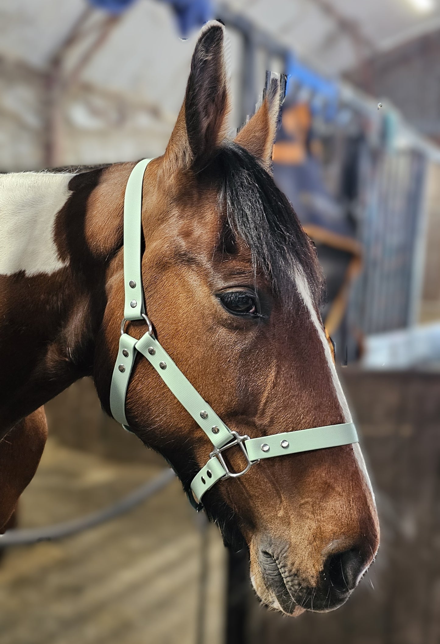 Sage - Waterproof BioThane® Horse Halters / Head Collars