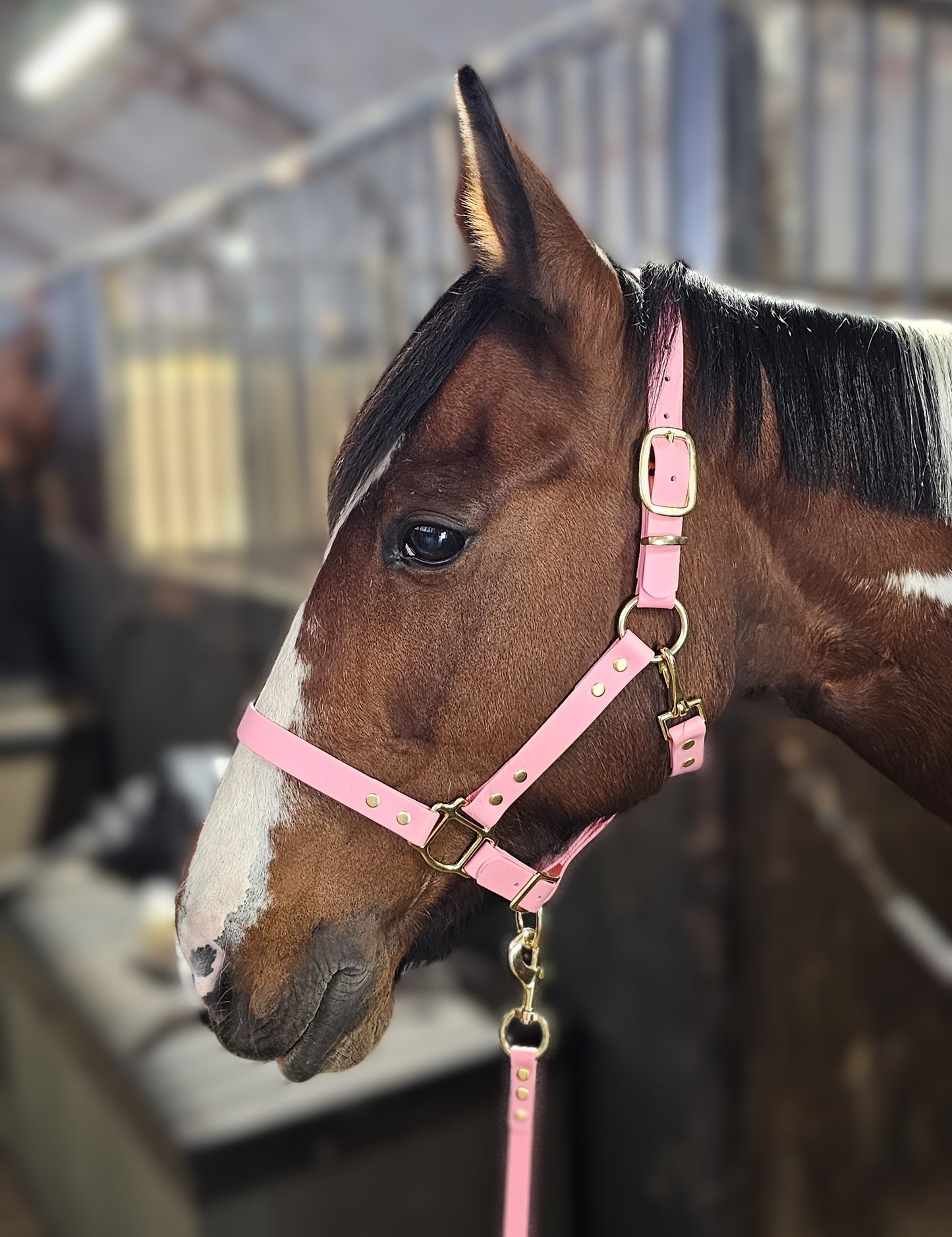 Baby Pink - Waterproof BioThane® Horse Halters / Head Collars