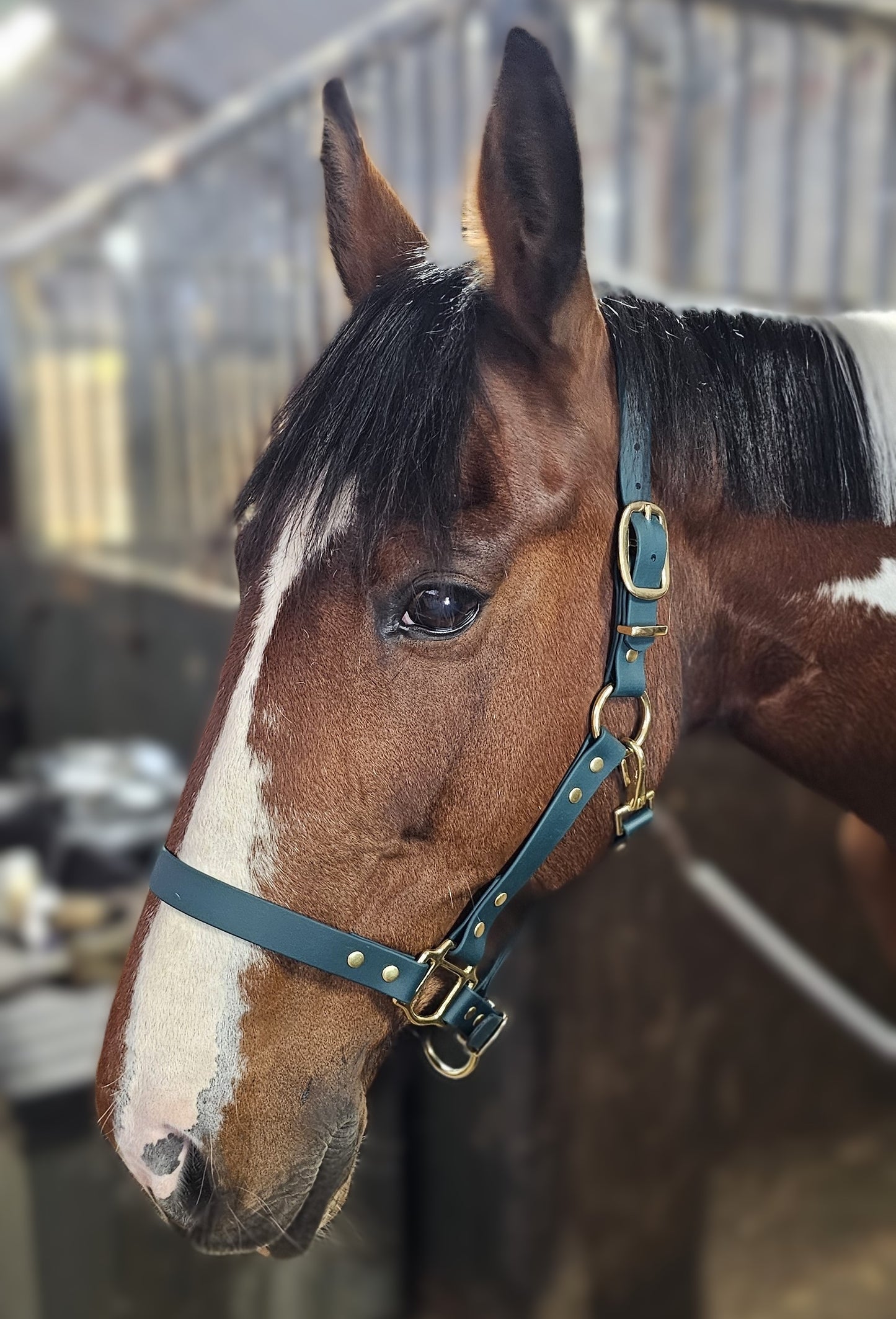 Dark Green - Waterproof BioThane® Horse Halters / Head Collars